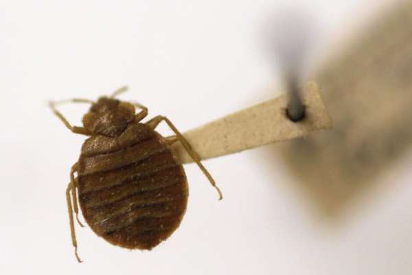 Methods of Bed Bug Control