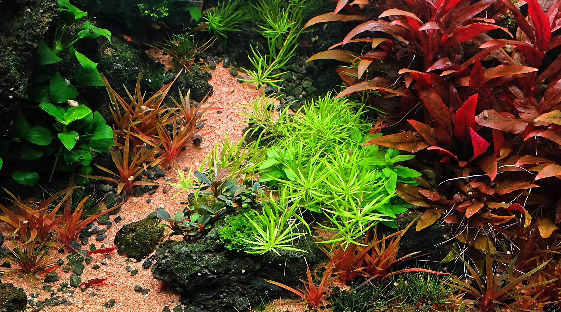 The Best Aquarium Soil Substrate Available